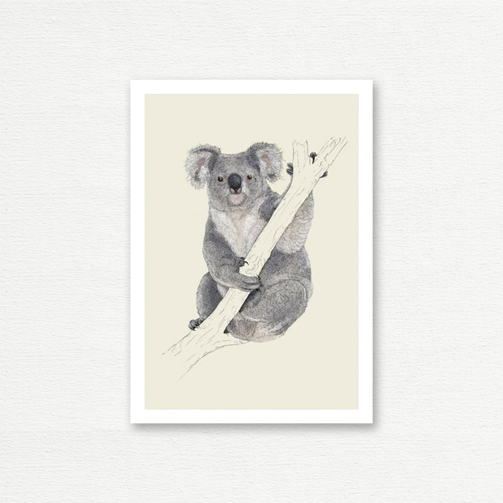 EVERYDAY CARD <br> NATURAL HISTORY <br> Koala