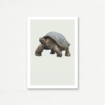 EVERYDAY CARD <br> NATURAL HISTORY <br> Galapagos Giant Tortoise