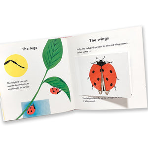 the ladybird